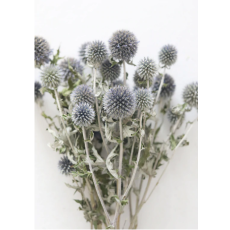 Blue Dried Echinops Globe Thistles...