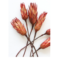 Bundle of 6 Red Dried Protea Repens